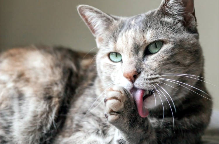 Cómo ayudar al gato con las Bolas de Pelo Consultora Felina